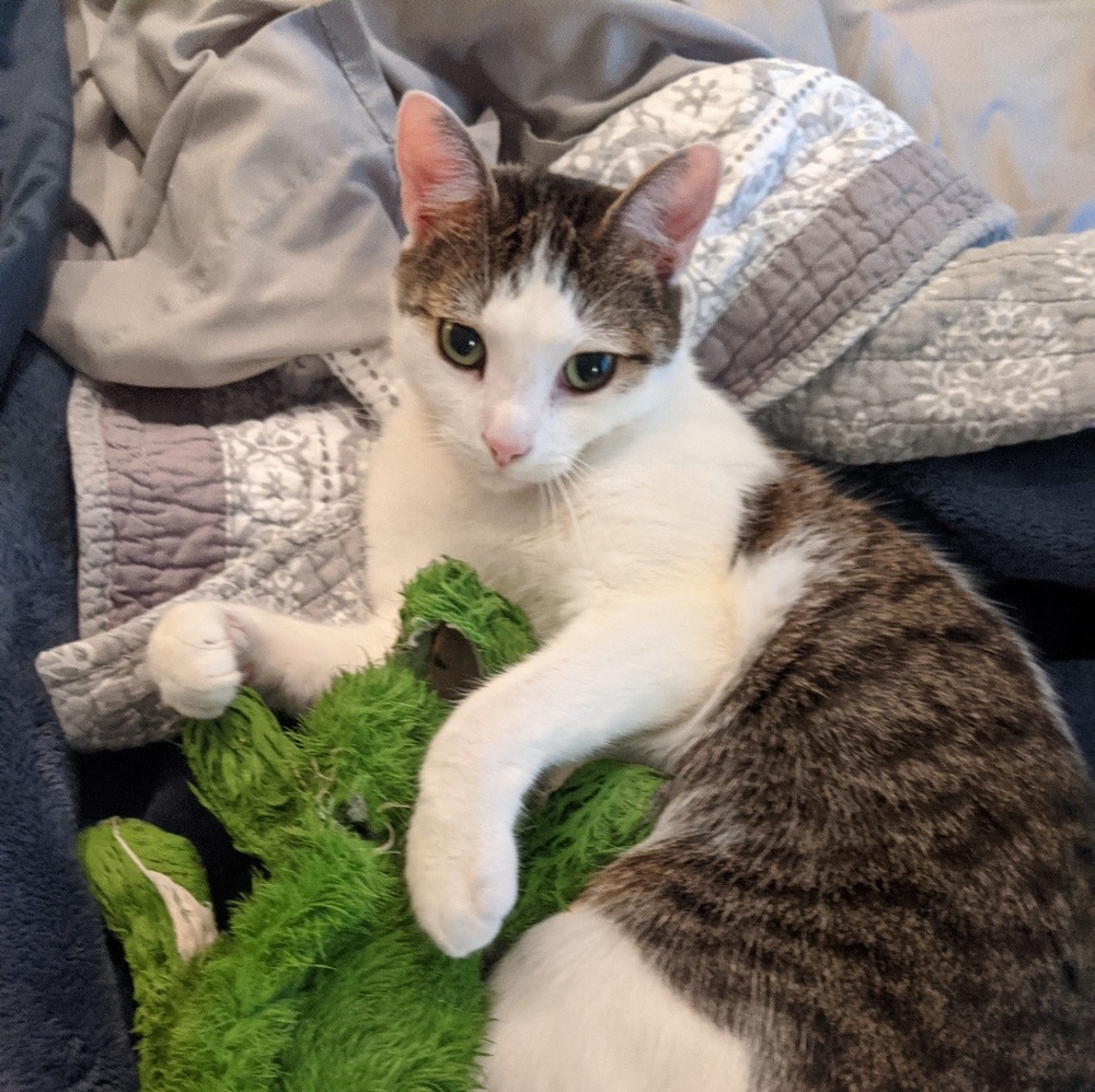 Meet your Posher, Joy